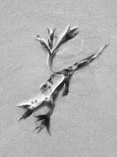 blaaswier (fucus vesiculosus) 9-2014 4088-